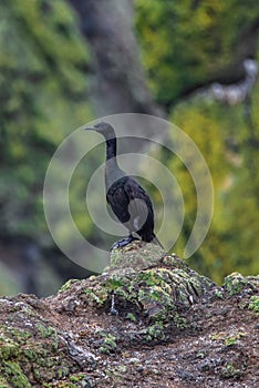 Pelagic cormorant or Urile pelagicus