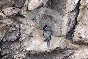 Pelagic cormorant (Urile pelagicus) on a rocky wall