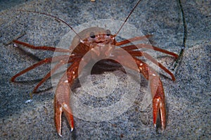 Pelagic Crab