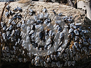 Pelagic Goose-Neck Barnacles Lepas anatifera