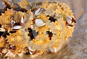 Pelagic gooseneck barnacles