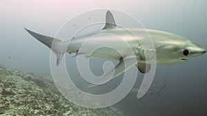 Pelagic Thresher Fox Shark, Alopias pelagicus, underwater swim in blue ocean.