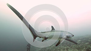 Pelagic Thresher Fox Shark, Alopias pelagicus, underwater swim in blue ocean.