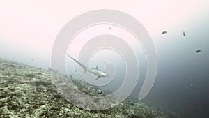 Pelagic Thresher Fox Shark, Alopias pelagicus, underwater swim in blue ocean.