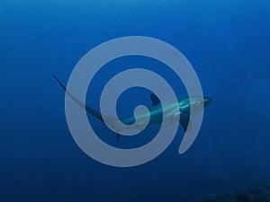 Pelagic Thresher Shark Alopias pelagicus