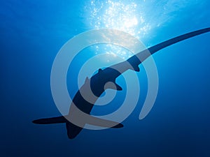 Pelagic Thresher Shark Alopias pelagicus