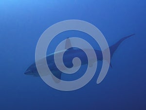 Pelagic Thresher Shark Alopias pelagicus