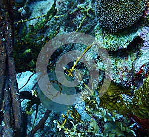 Pelagic tunicate Bonaire