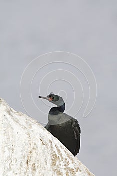 Pelagische Aalscholver, Pelagic Cormorant, Phalacrocorax pelagic