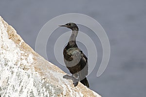 Pelagische Aalscholver, Pelagic Cormorant, Phalacrocorax pelagic