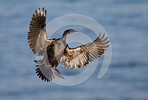 Pelagische Aalscholver, Pelagic Cormorant, Phalacrocorax pelagic