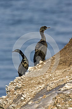 Pelagische Aalscholver, Pelagic Cormorant, Phalacrocorax pelagic