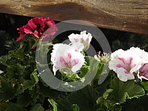 Pelargonie