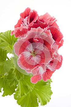 Pelargonium