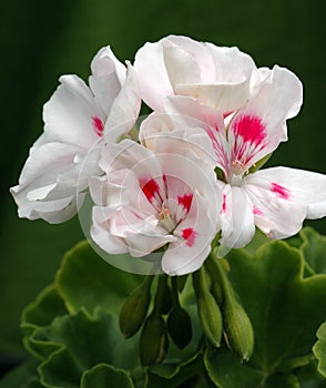 Pelargonium \'Americana White Splash\' in Bloom