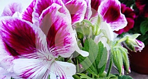 Pelargonium Angel eyes bicolour