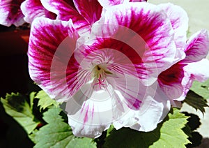 Pelargonium Angel eyes bicolour