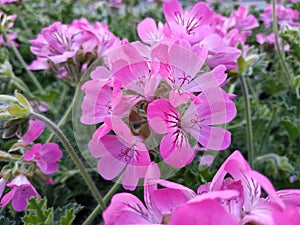 Pelargonium Attar of Roses