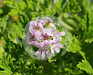 Pelargonium Attar of Roses Scented Geranium beautiful flowers and green shallow three-lobed leaves close up. Also known as Rose ge