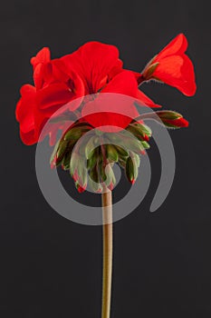 Pelargonium blooms in red