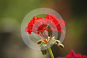 Pelargonium Blossom