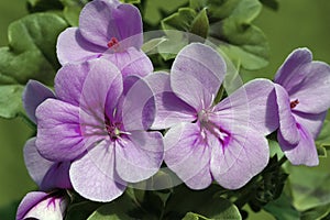 Lavender-blue Ivy Geranium