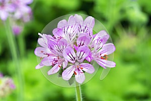 Pelargonium capitatum