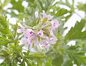 Pelargonium citronnellum in studio