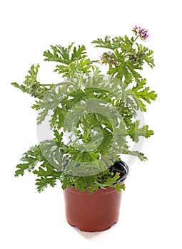 Pelargonium citronnellum