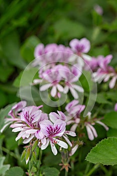 Pelargonium cordifolium flowers