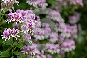 Pelargonium cordifolium flowers