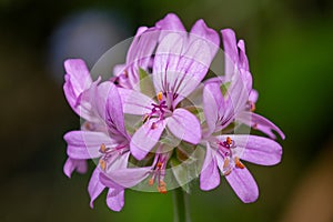 Pelargonium cordifolium flowers