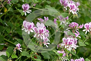 Pelargonium cordifolium flowers