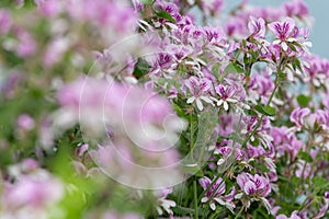 Pelargonium cordifolium flowers