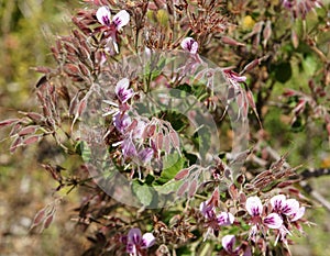 Pelargonium cordifolium, Heartleaf Geranium photo