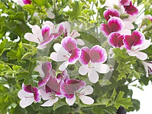 Pelargonium crispum in studio