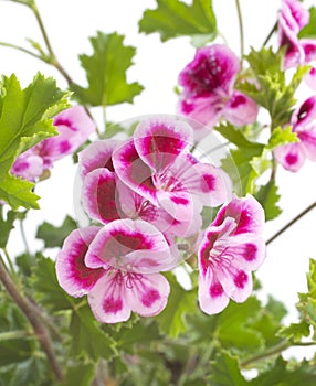 Pelargonium crispum in studio