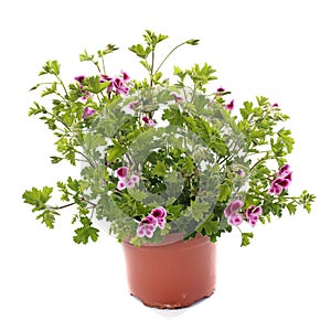 Pelargonium crispum