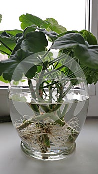 Pelargonium cuttings in a jar of water. Rooting.