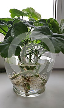 Pelargonium cuttings in a jar of water. Rooting.