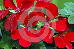 Pelargonium Dark Red Blizzard