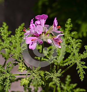 Pelargonium denticulatum. KIT Karlsruhe, Baden Wuerttemberg, Germany