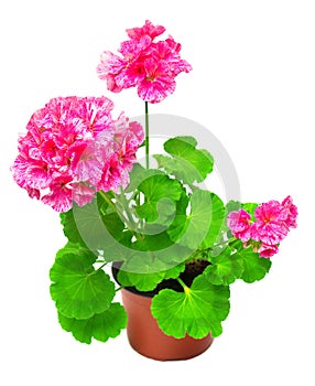 Pelargonium flower