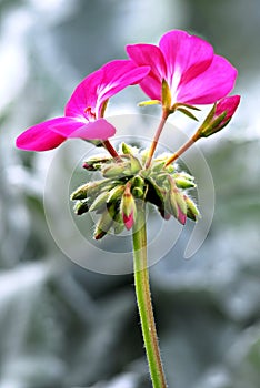 Pelargonium flower