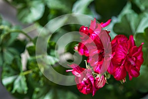 Pelargonium flower