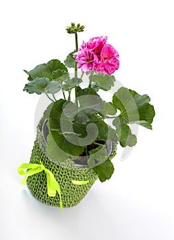 Pelargonium in flower pot isolated on white