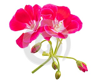 Pelargonium flower