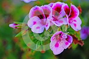 Pelargonium flower with white and pink petals