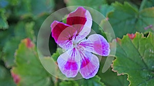 Pelargonium flower with white and pink petals