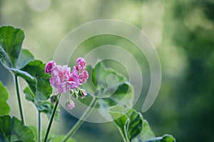 Pelargonium flowers closeup. Horseshue pelargonium or Pelargonium zonale.